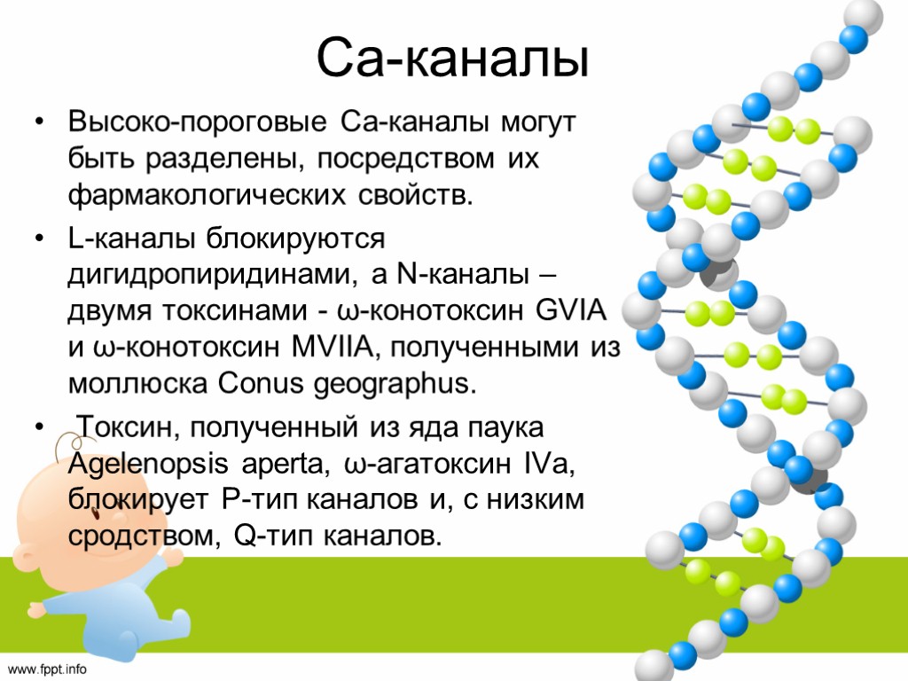 Са-каналы Высоко-пороговые Са-каналы могут быть разделены, посредством их фармакологических свойств. L-каналы блокируются дигидропиридинами, а